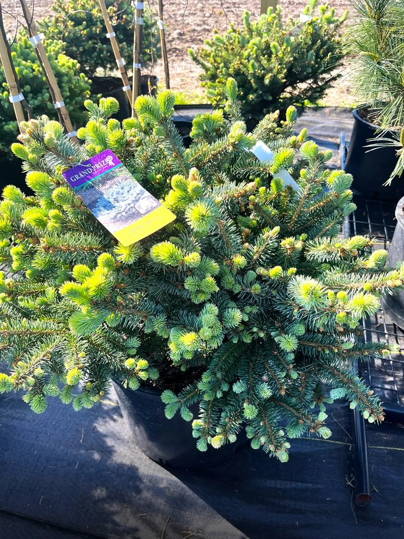 Globosa Spruce