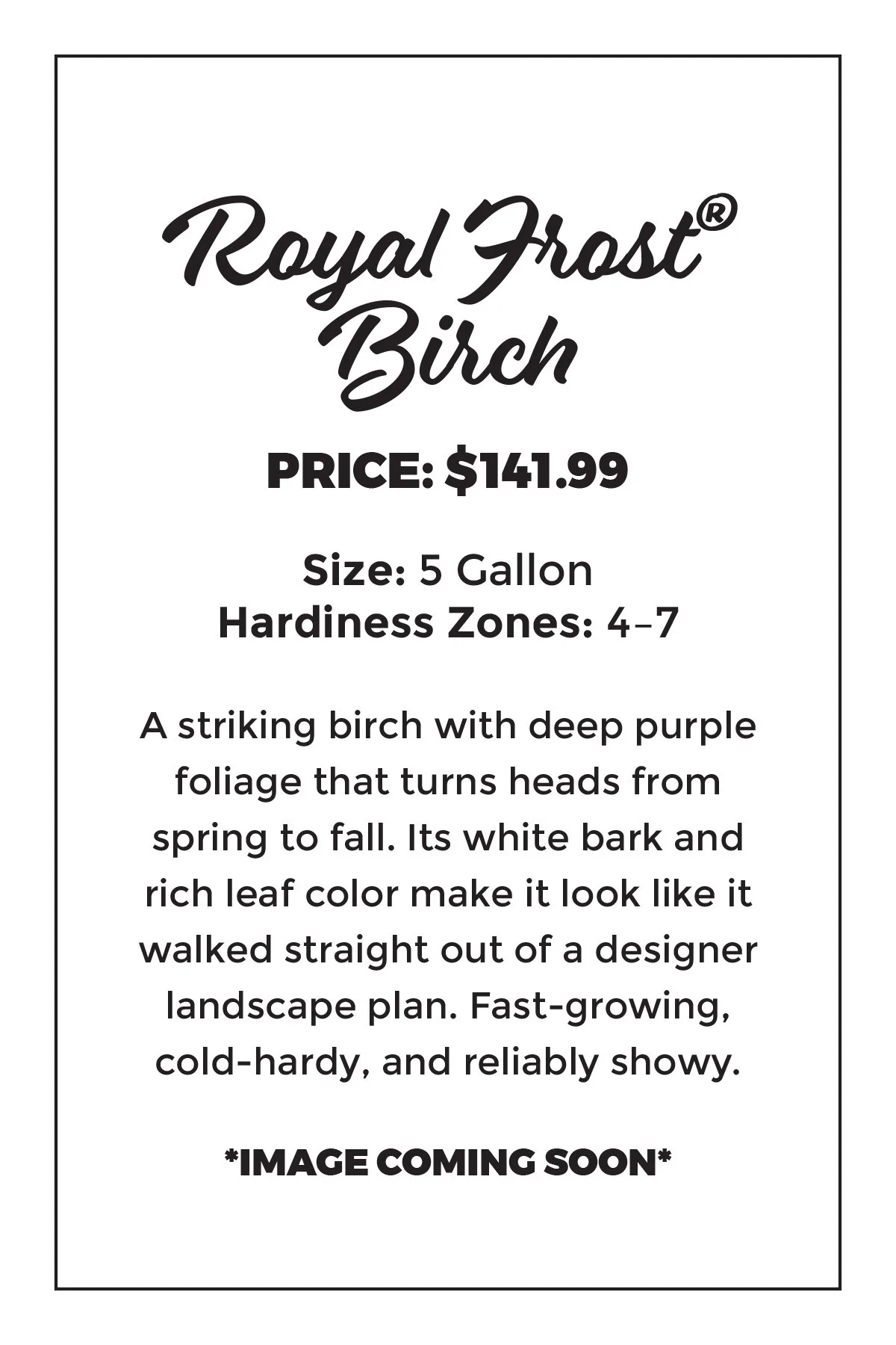 Royal Frost® Birch
