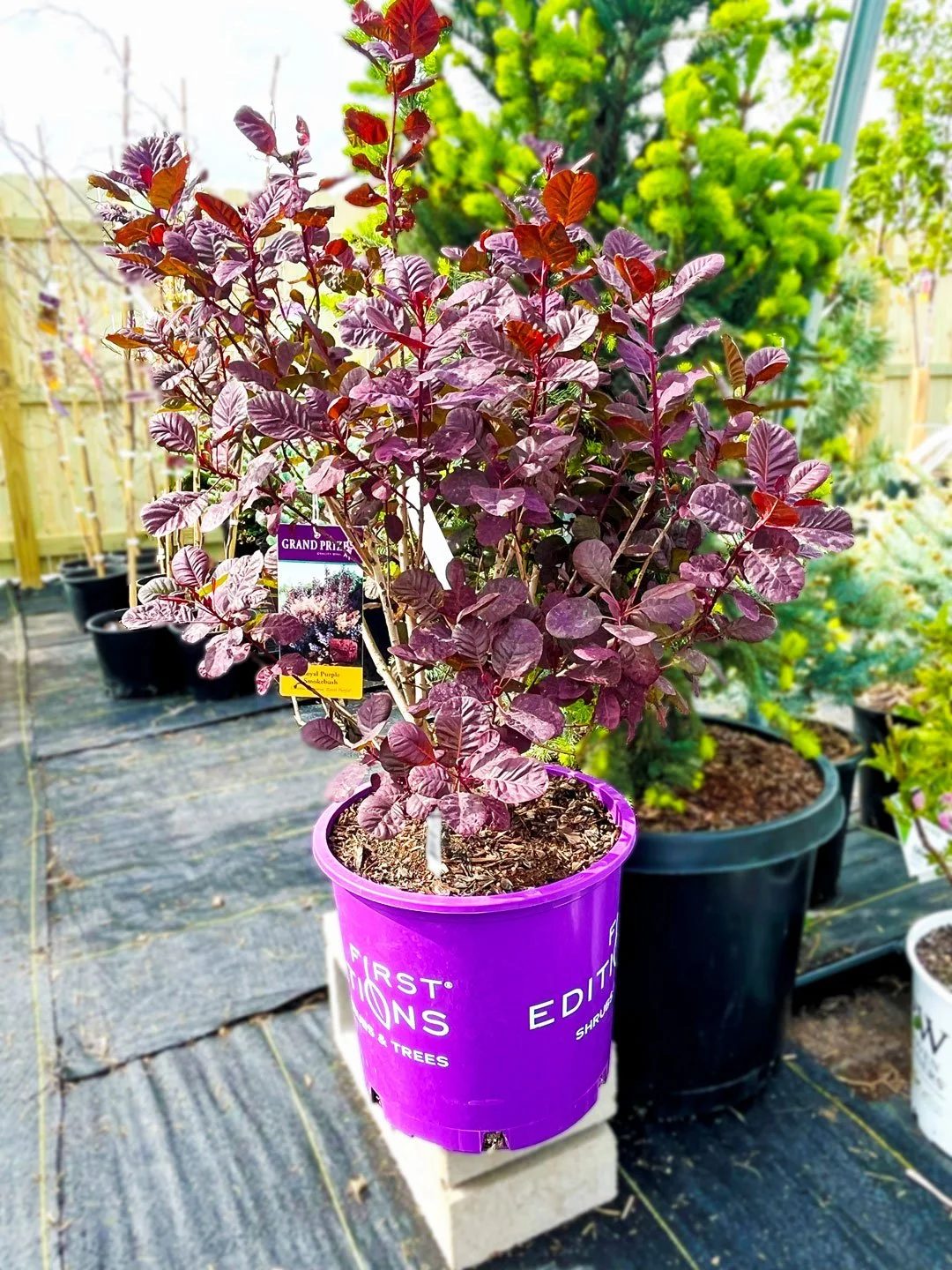 Royal Purple Smokebush