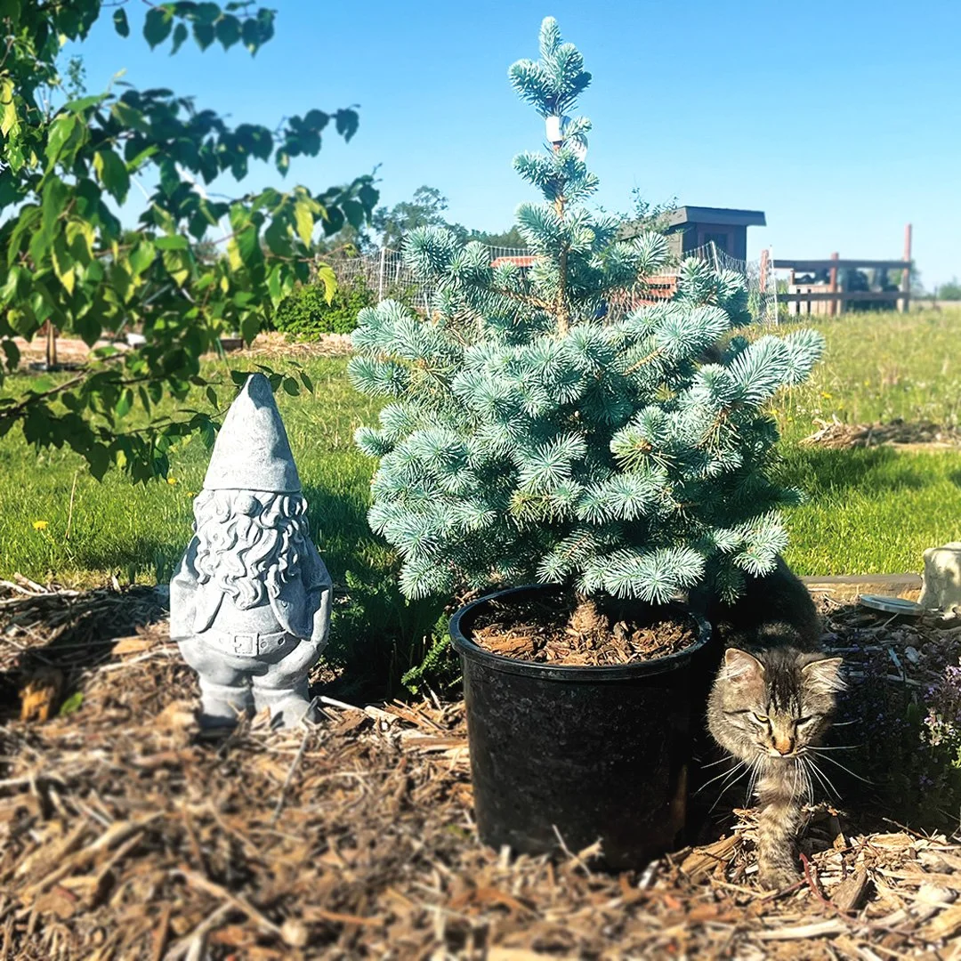 Blue Diamond Spruce