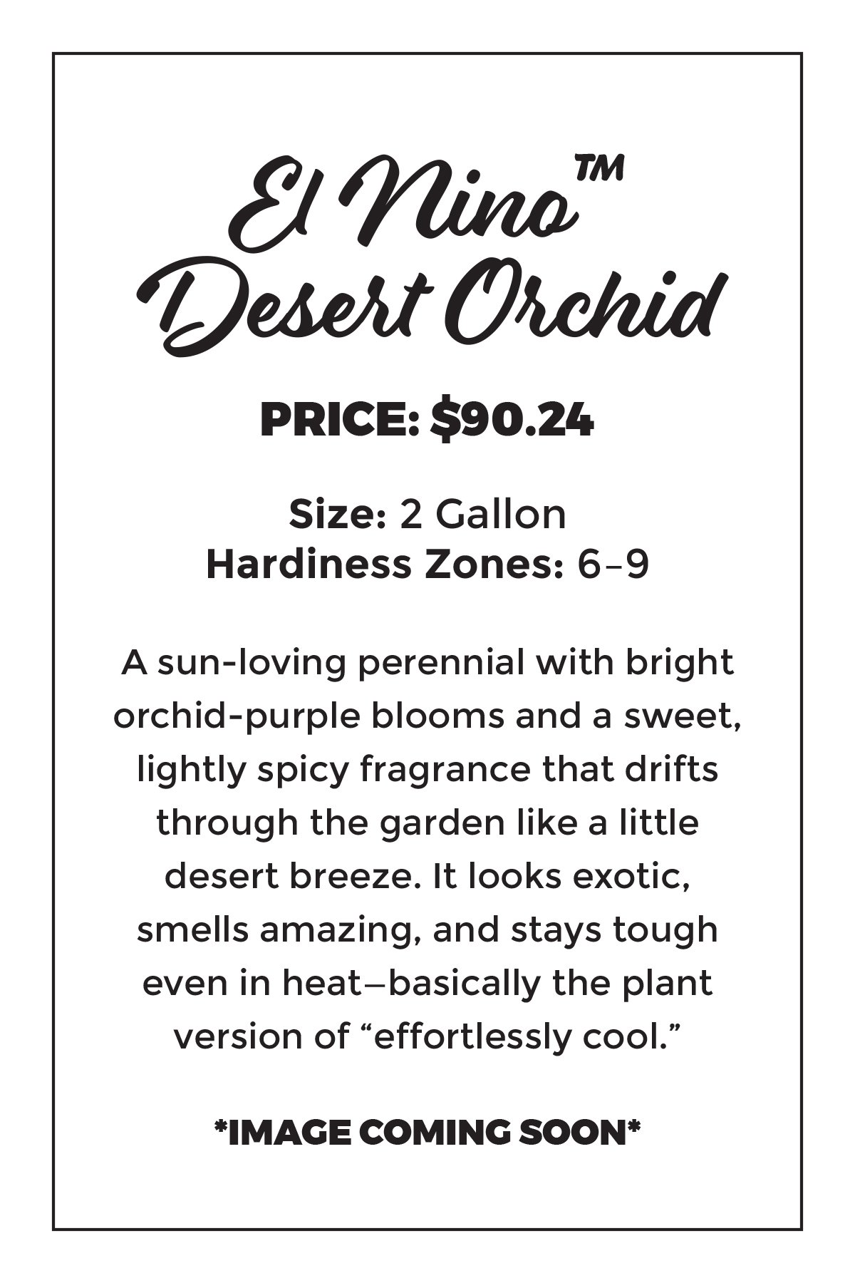 El Nino™ Desert Orchid