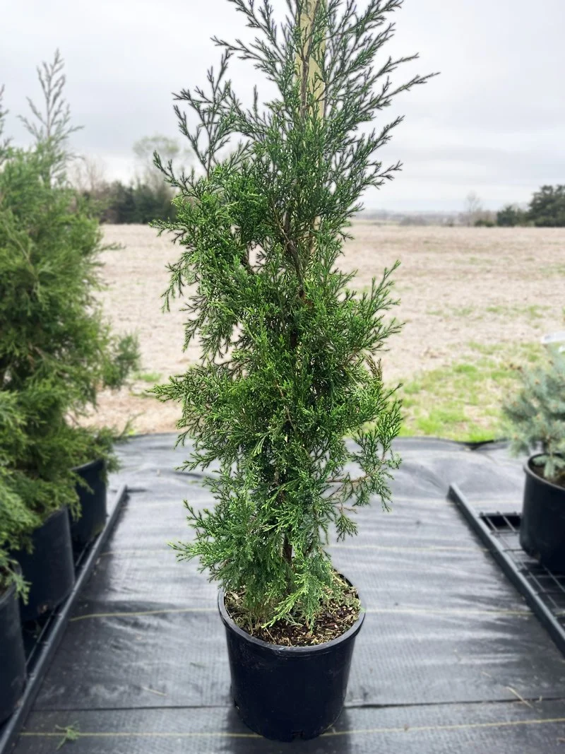 Taylor Juniper