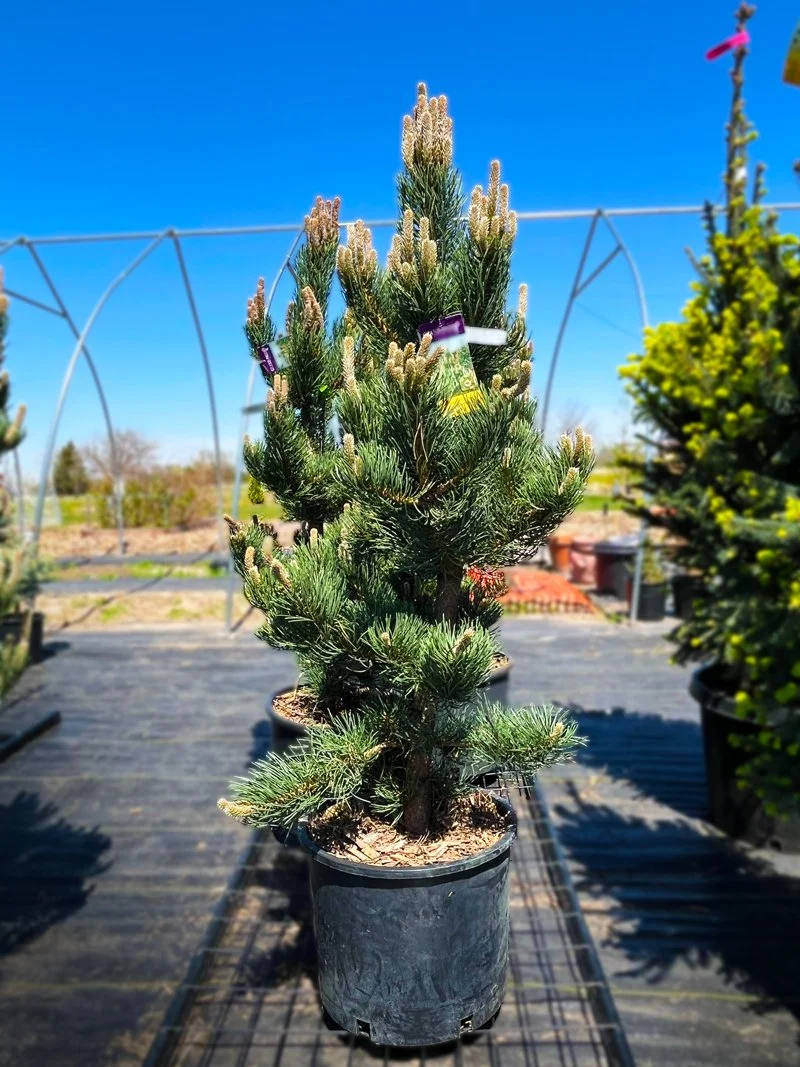 Oregon Green Austrian Pine