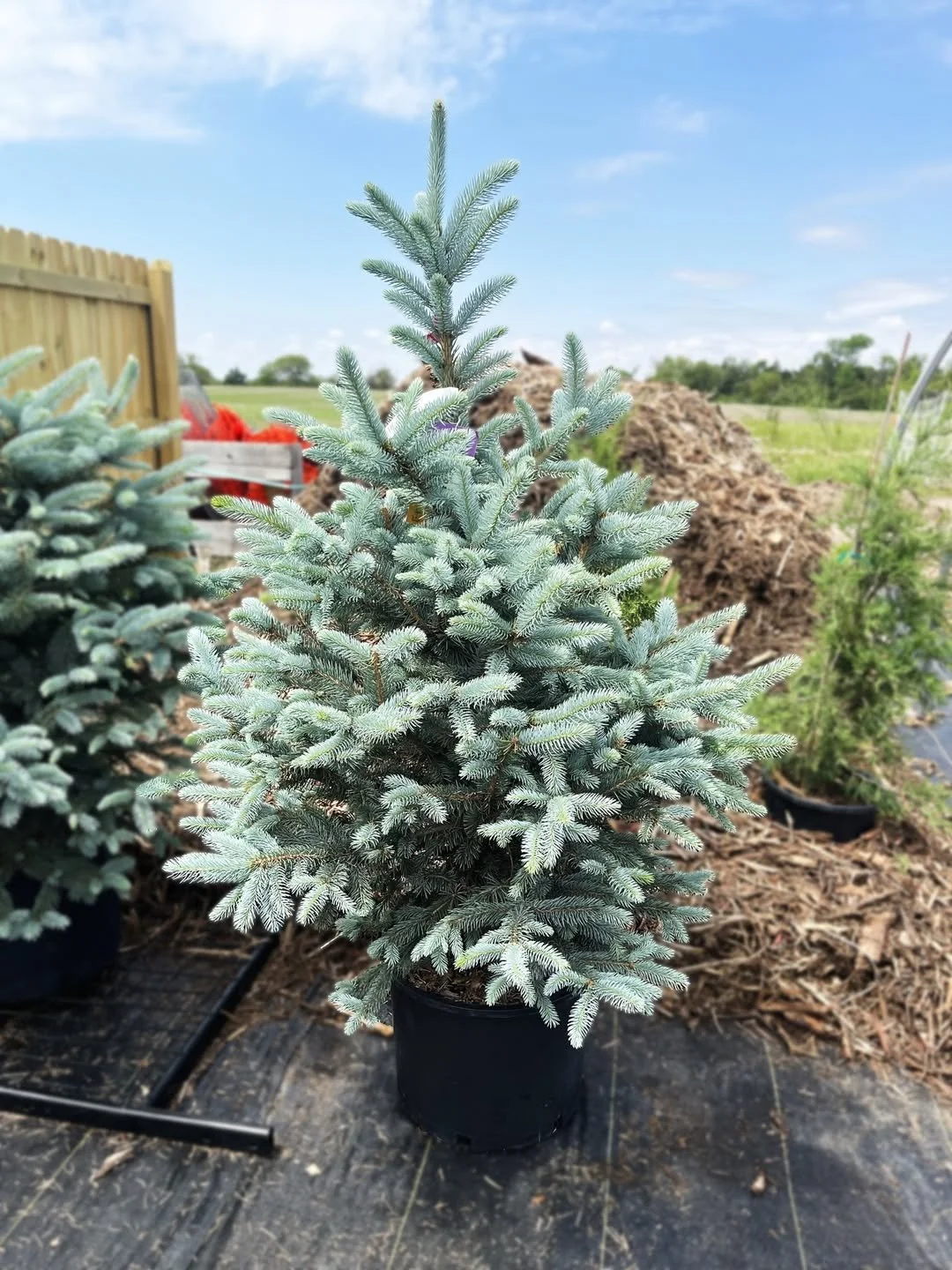 Fat Albert Spruce