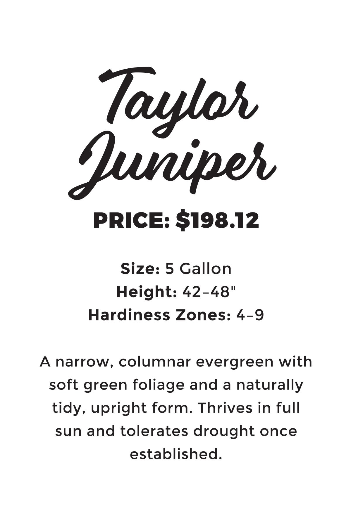 Taylor Juniper