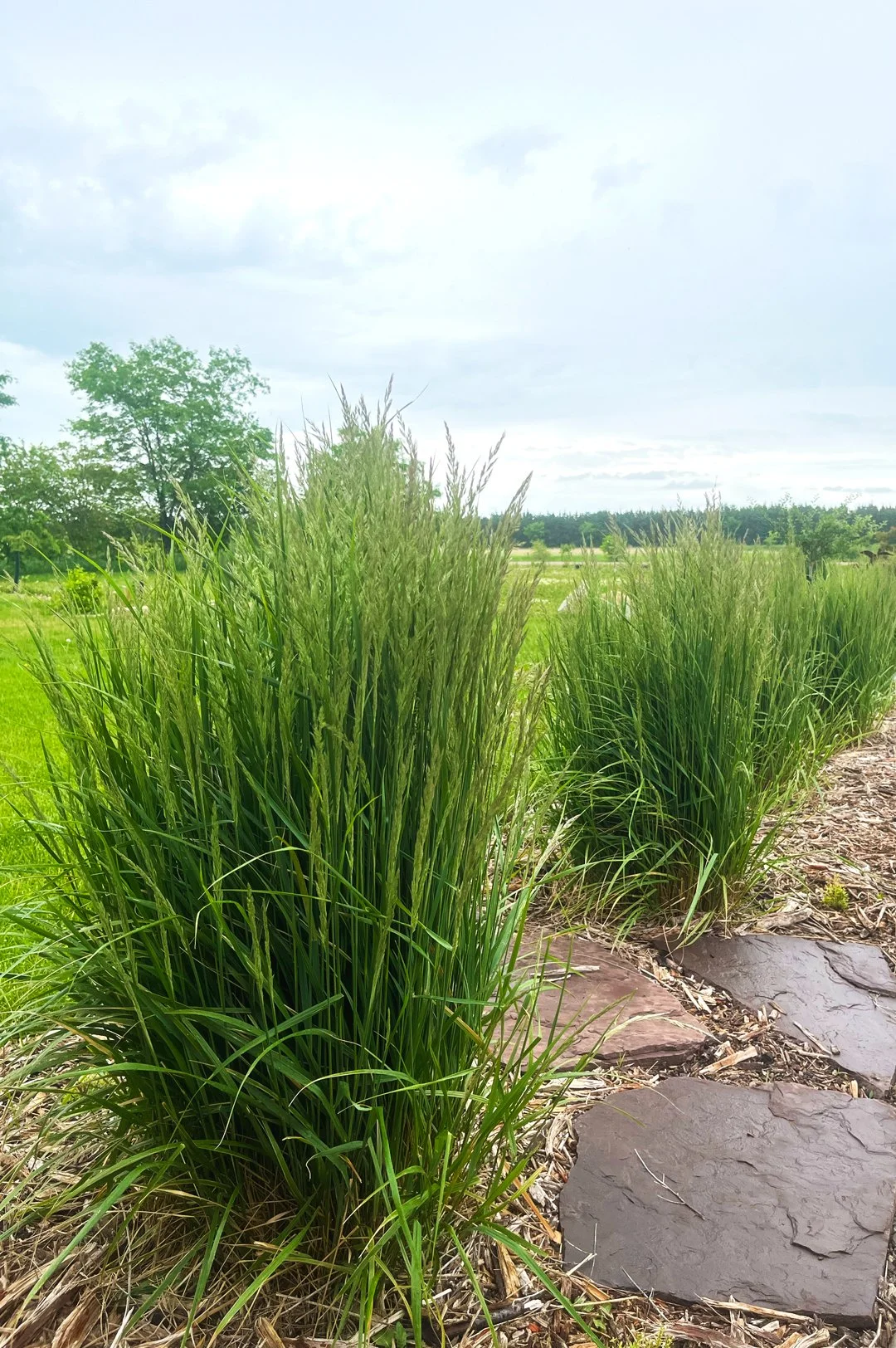 BA-KarlForesterGrass2.jpg