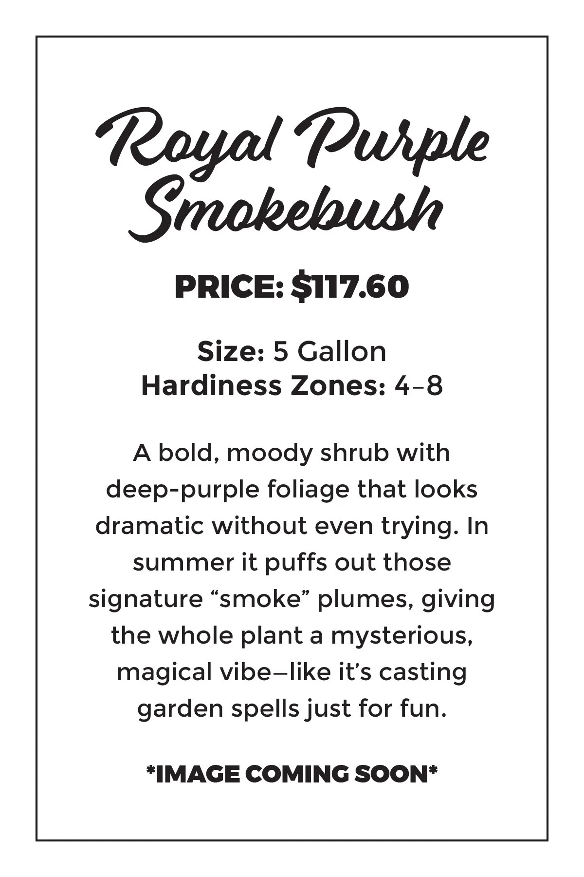 Royal Purple Smokebush