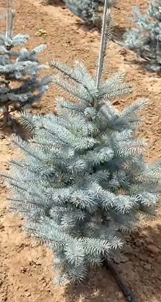 Blue Diamond Spruce