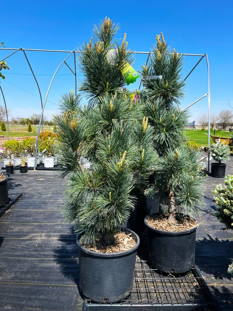 Vanderwolf Pine