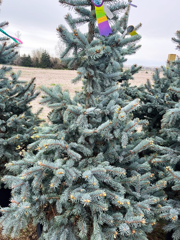 BA-HoopsiiSpruce.jpg