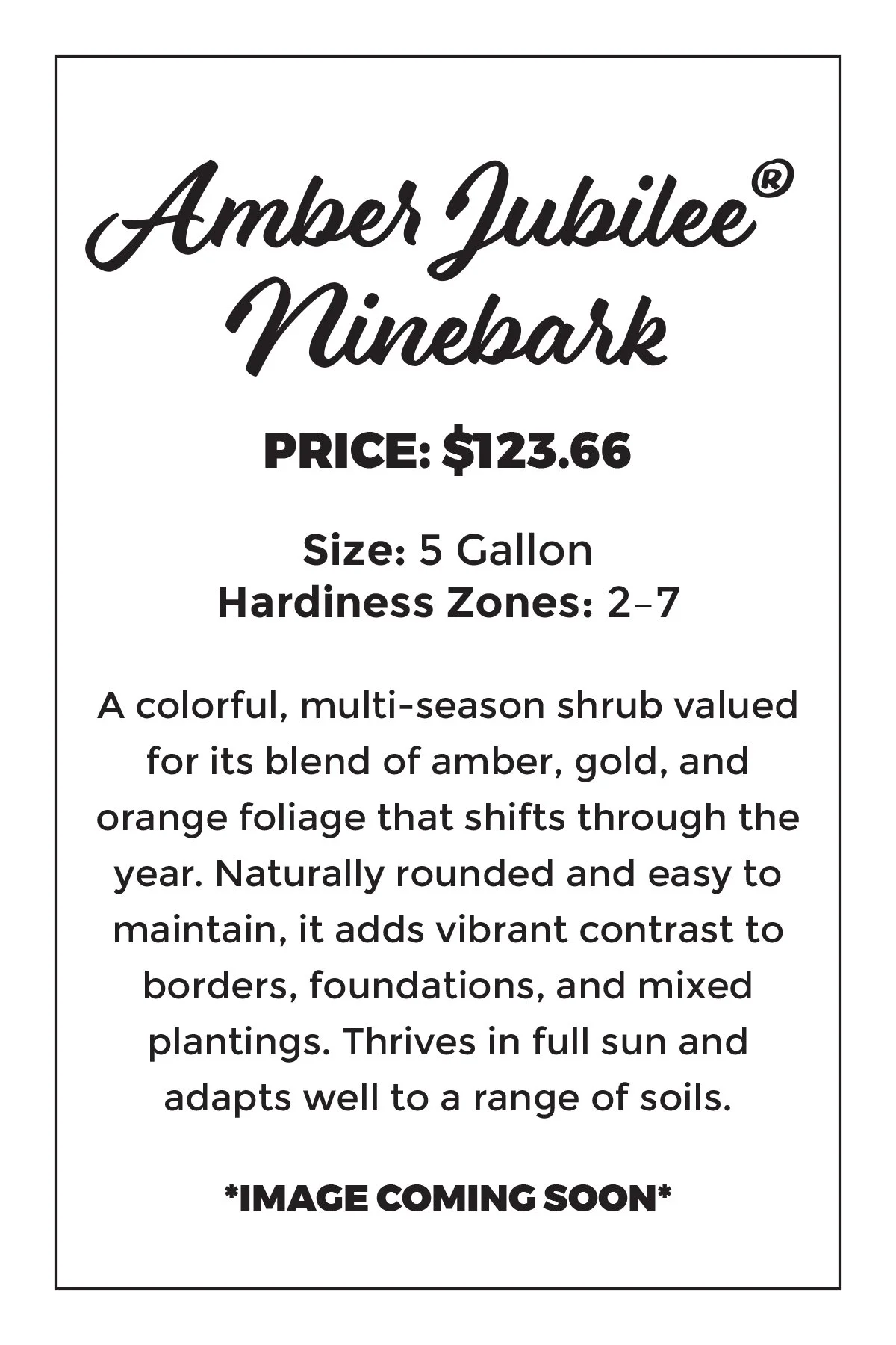 Amber Jubilee® Ninebark