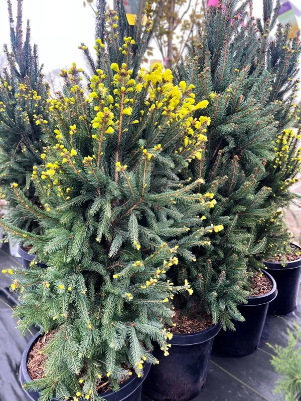 Cupressina Columnar Spruce