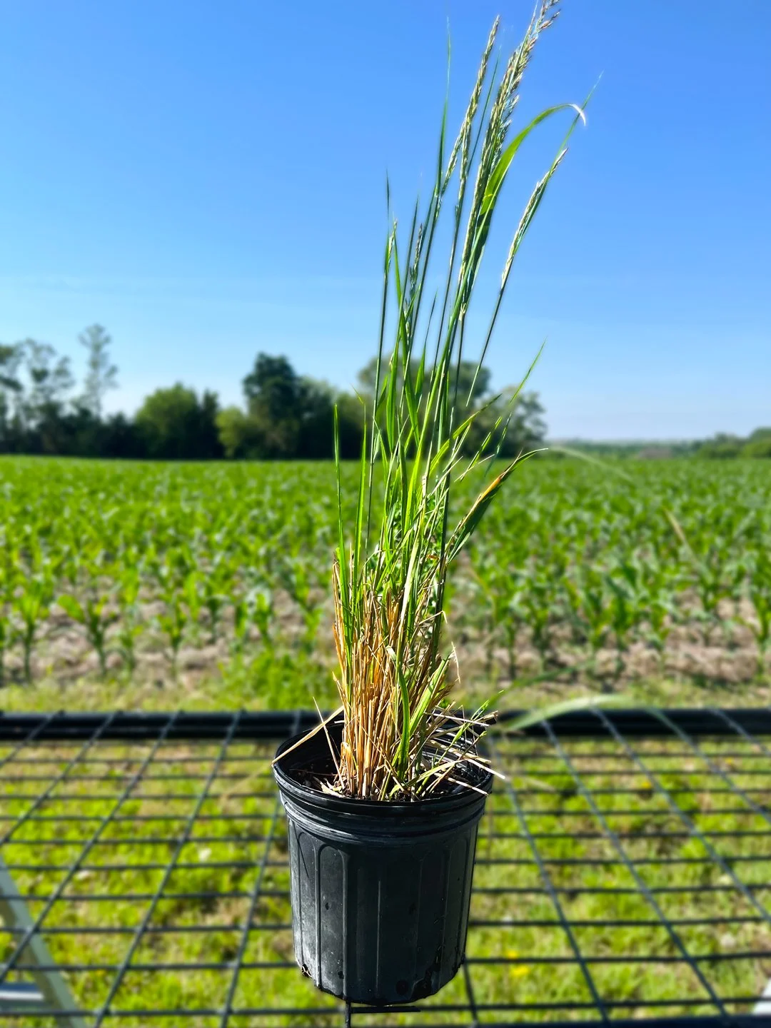 BA-KarlForesterGrass1.jpg