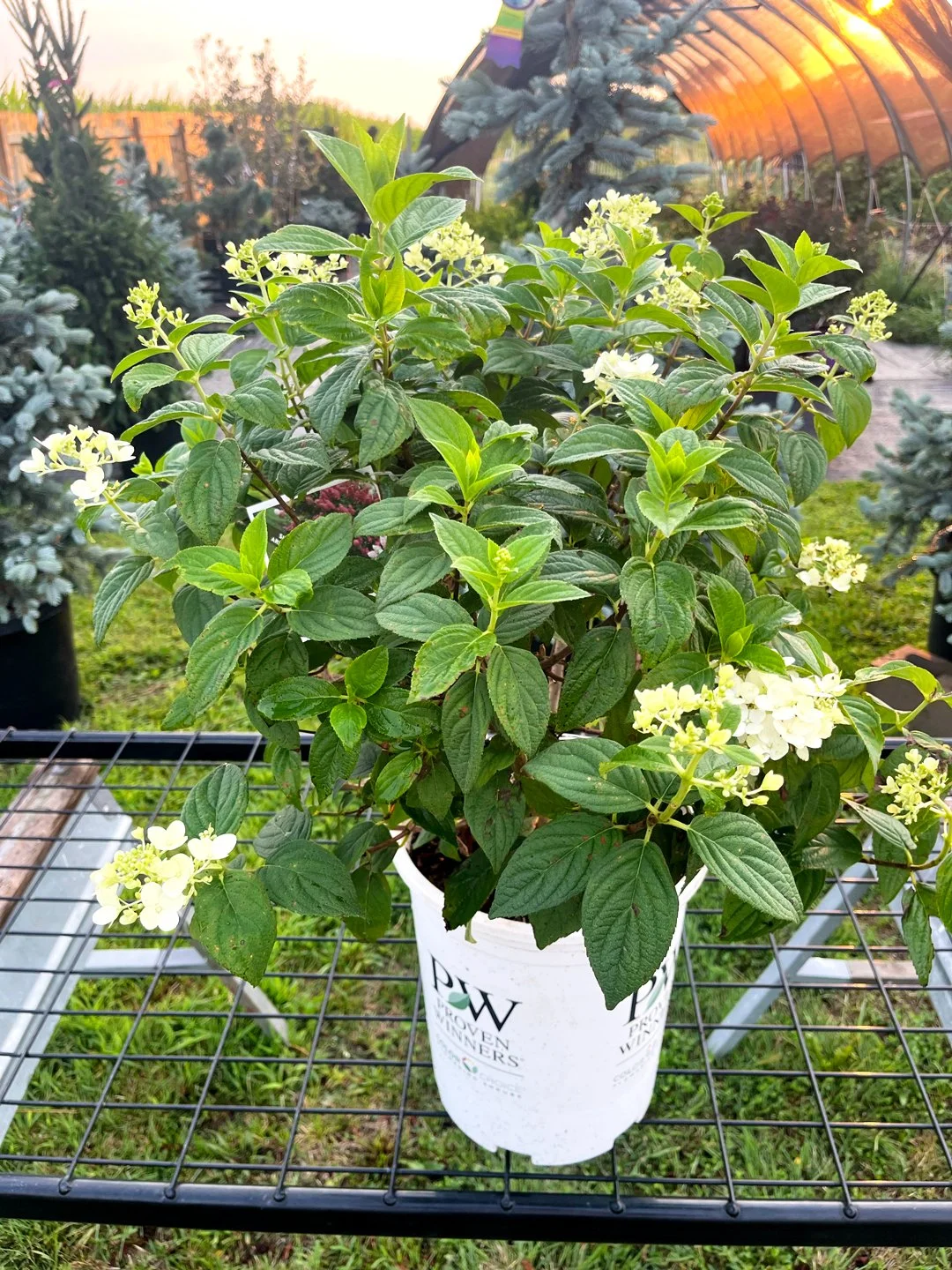Fire Light Hydrangea