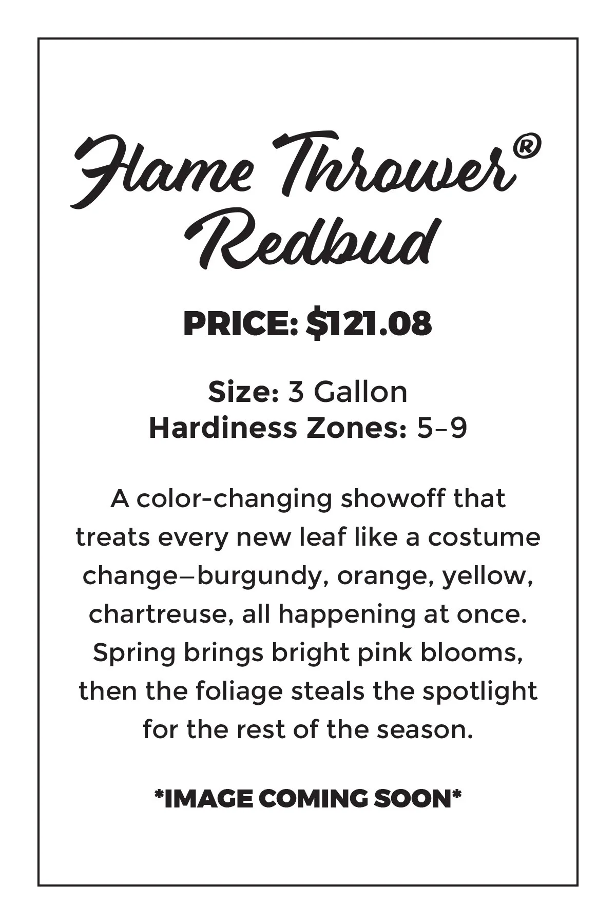 Flame Thrower® Redbud