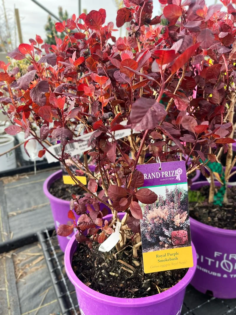 BA-RoyalPurpleSmokebush.jpg