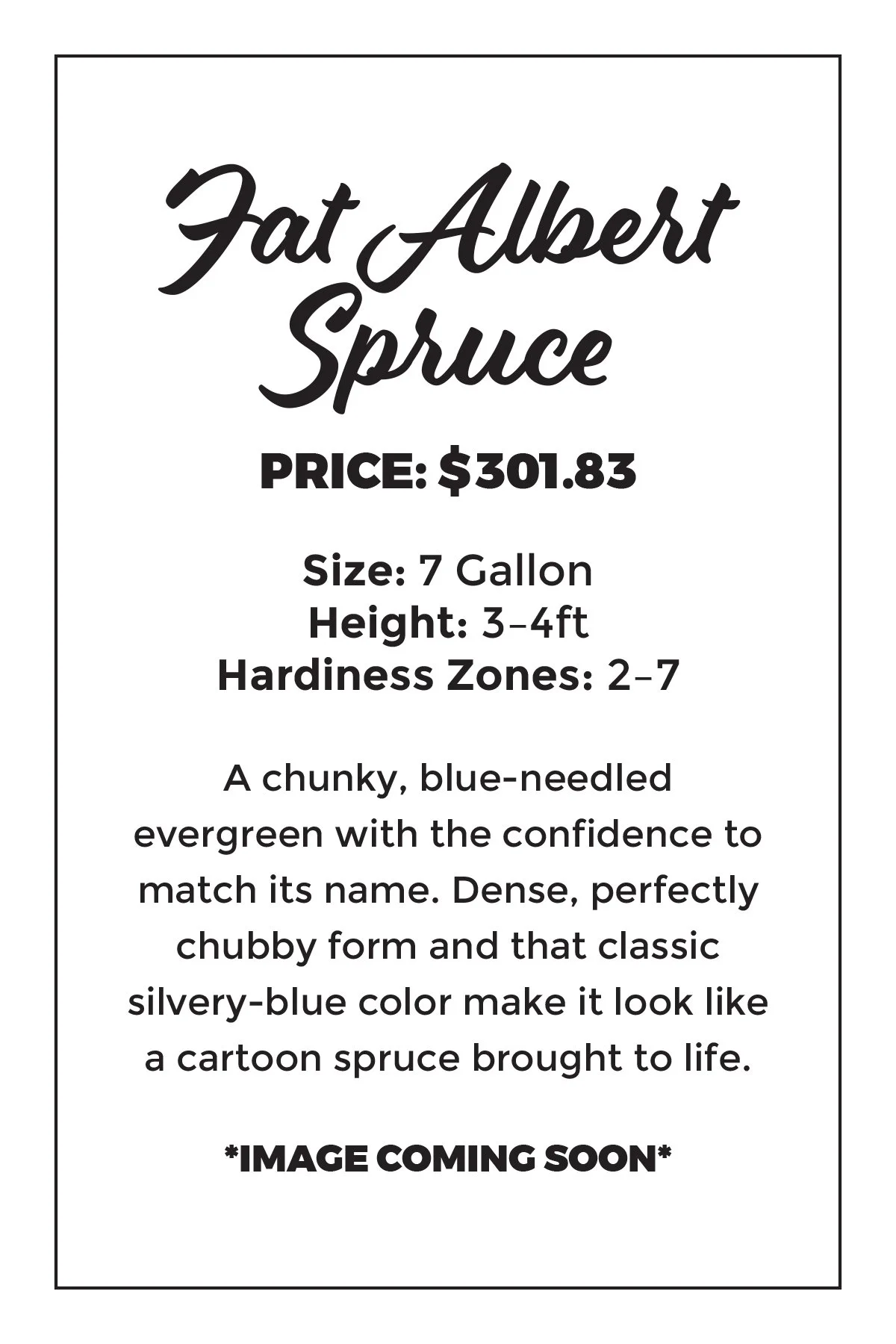 Fat Albert Spruce