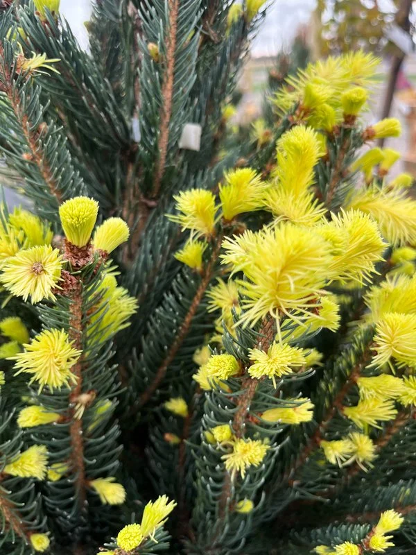 BA-CuppressinaColumnarSpruce2.jpg