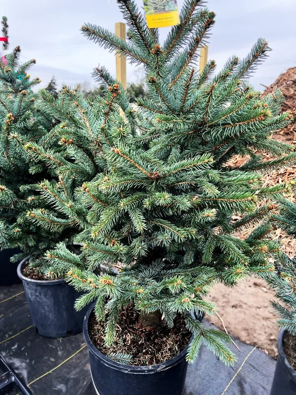 BA-FatAlbertSpruce.jpg