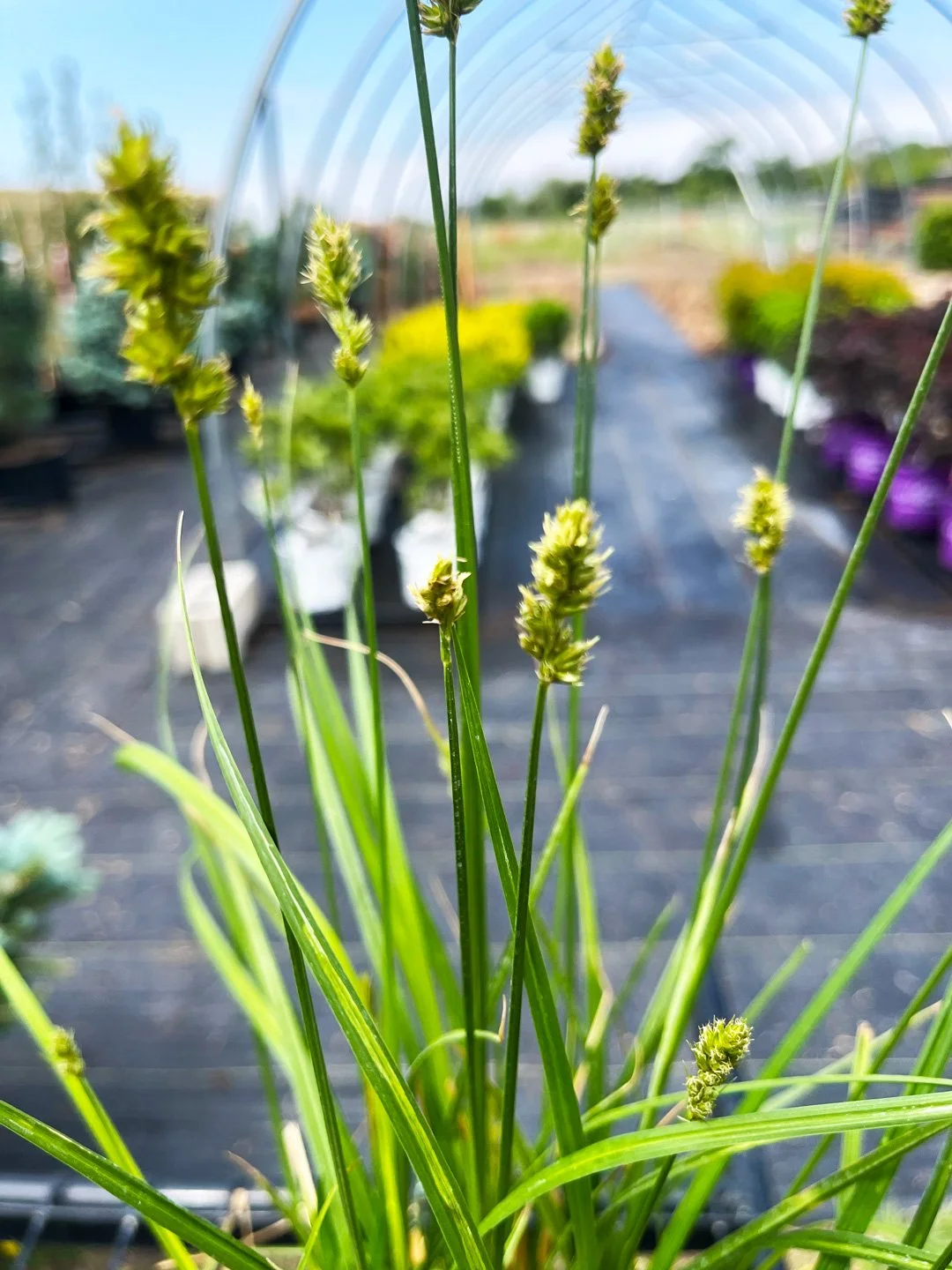 Awlfruit-Sedge2.jpg