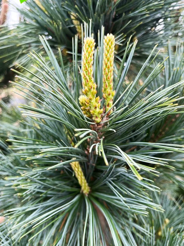BA-VanderwolfPine3.jpg
