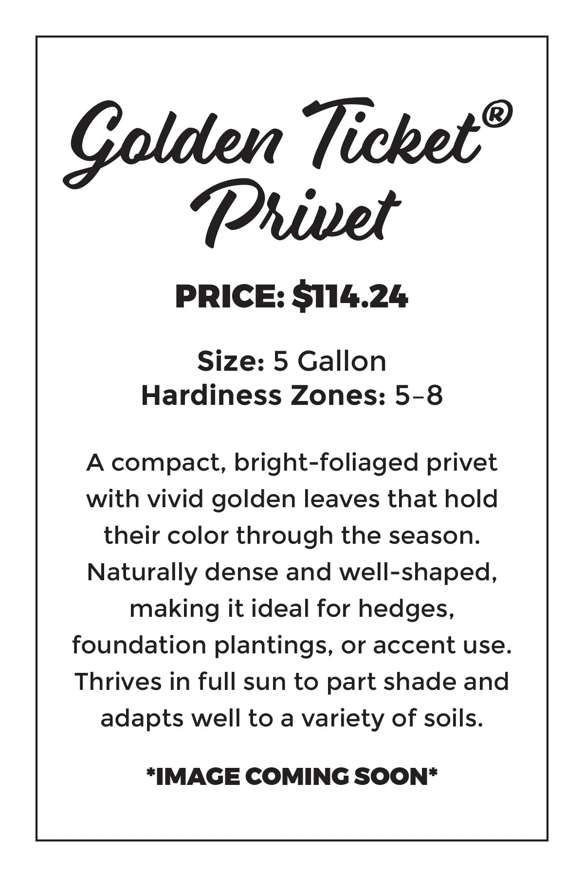 Golden Ticket® Privet