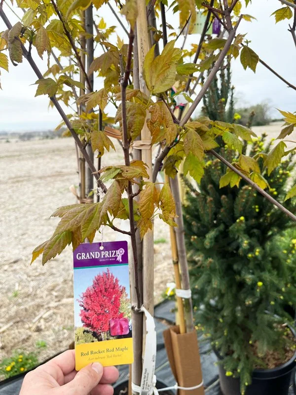 Red Rocket Maple