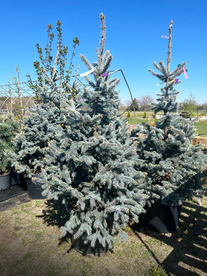 Hoopsii Spruce