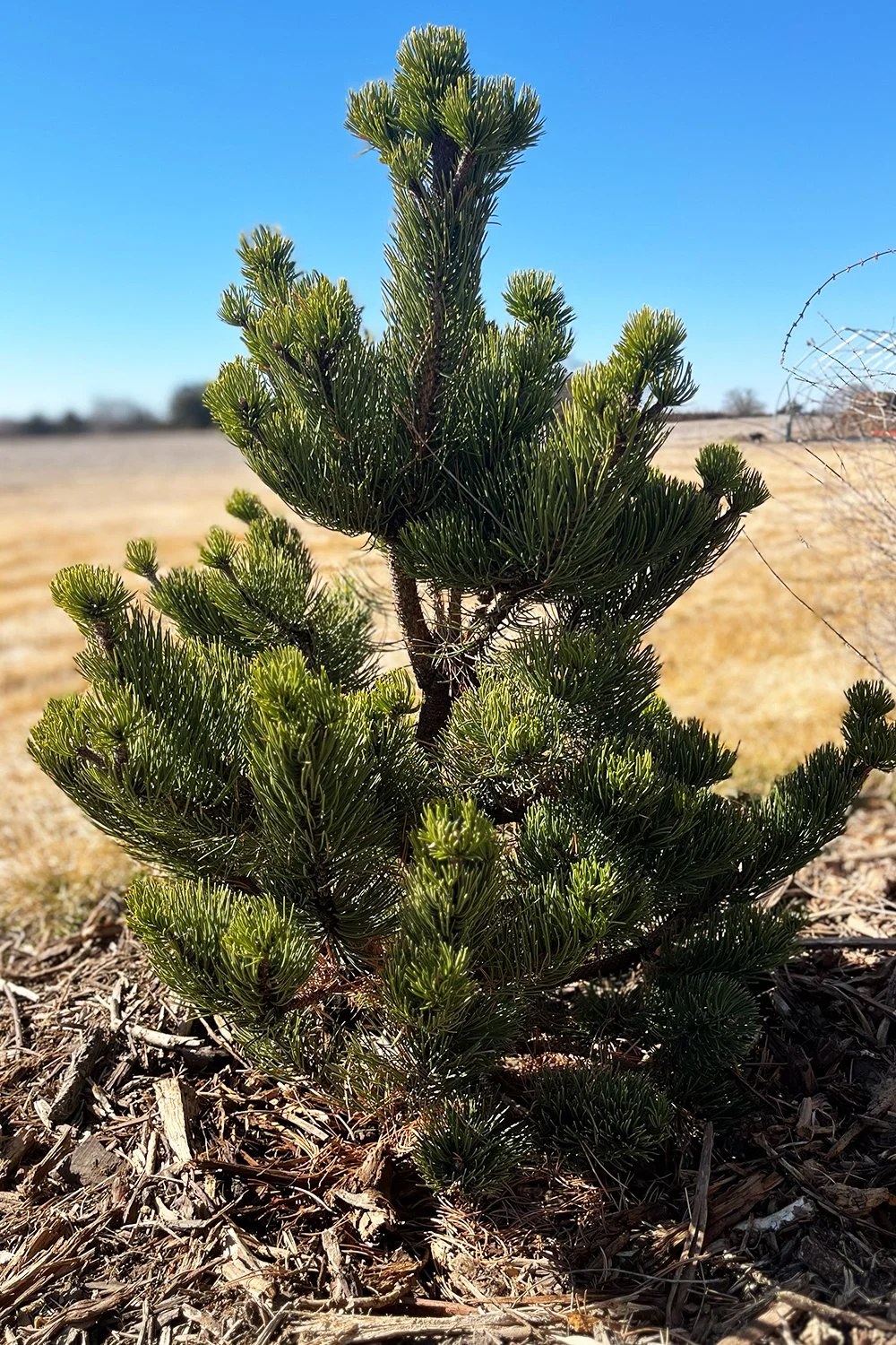 Oregon Green Austrian Pine