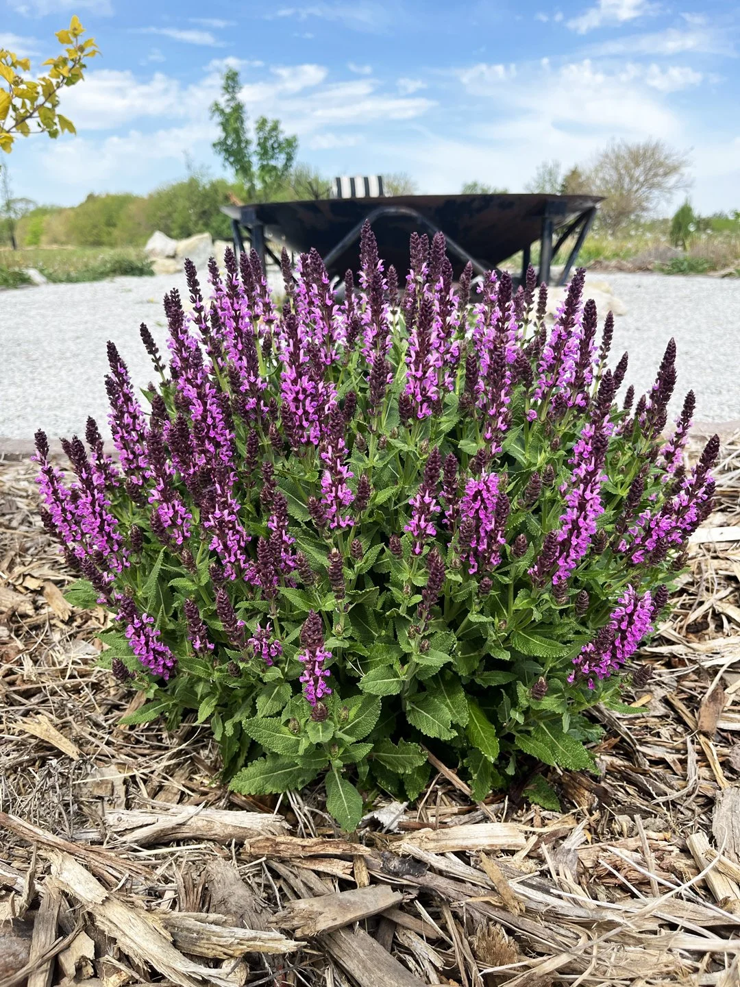 Pink Profusion Sage