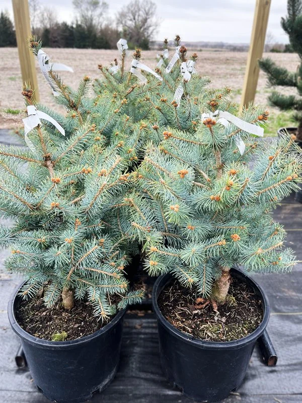 BA-BlueDiamondSpruce.jpg