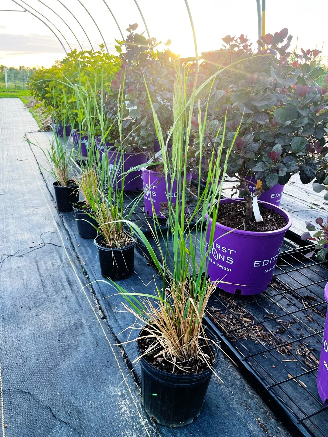 BA-KarlForesterGrass3.jpg