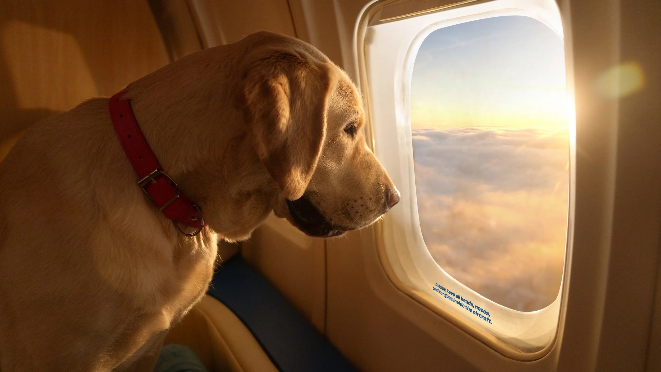 A yellow Labrador retriever dog with a red collar looking out of an airplane window at clouds and a sunset or sunrise.