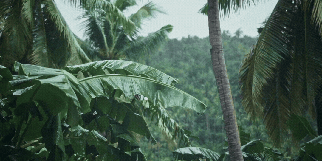 jungle.gif