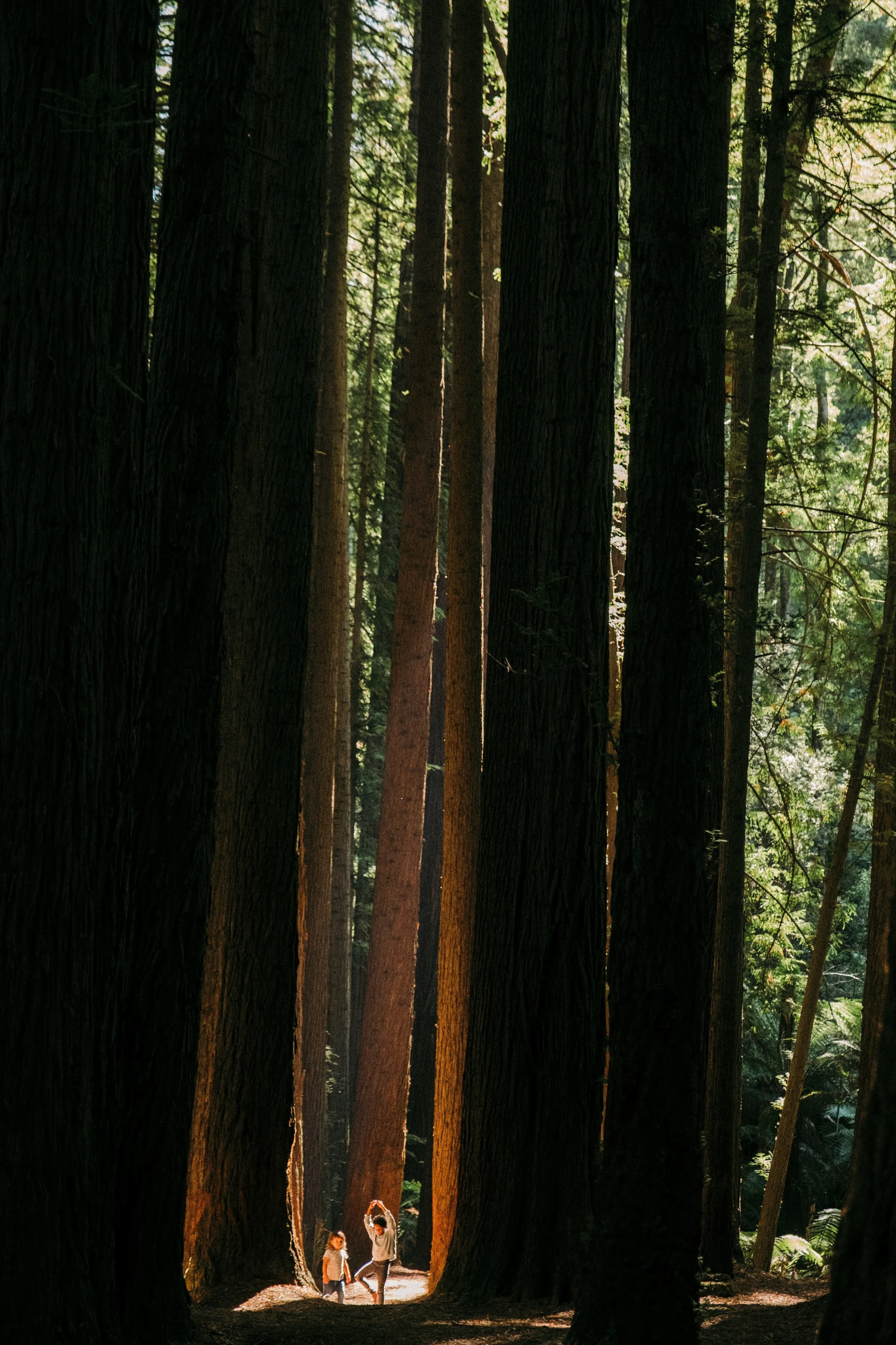 Two children and an adult walking through a forest, surrounded by tall trees with sunlight filtering through the branches.