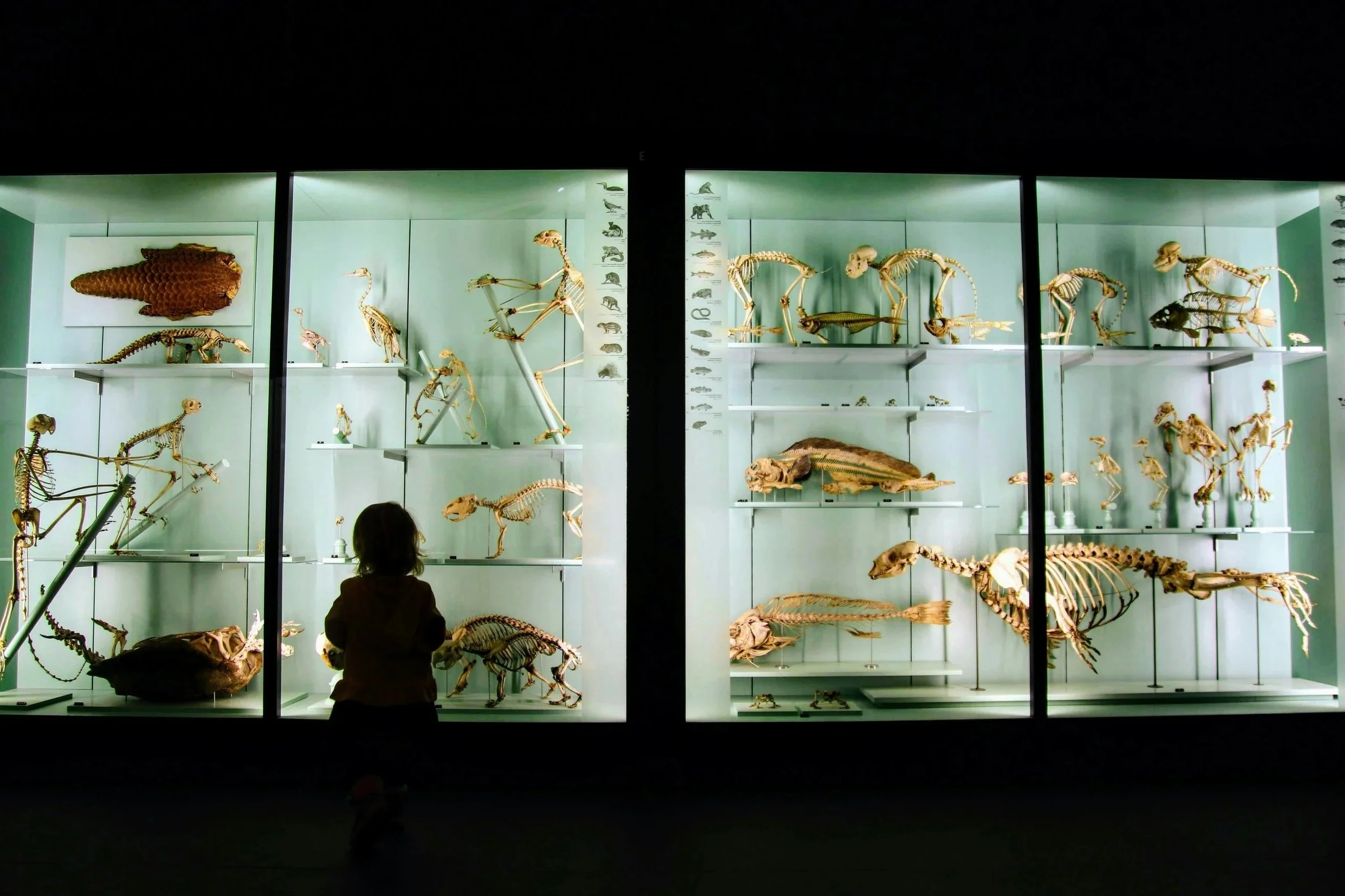 A museum display case with numerous preserved animal skeletons and specimens, viewed through a glass window with a silhouetted child observing inside.