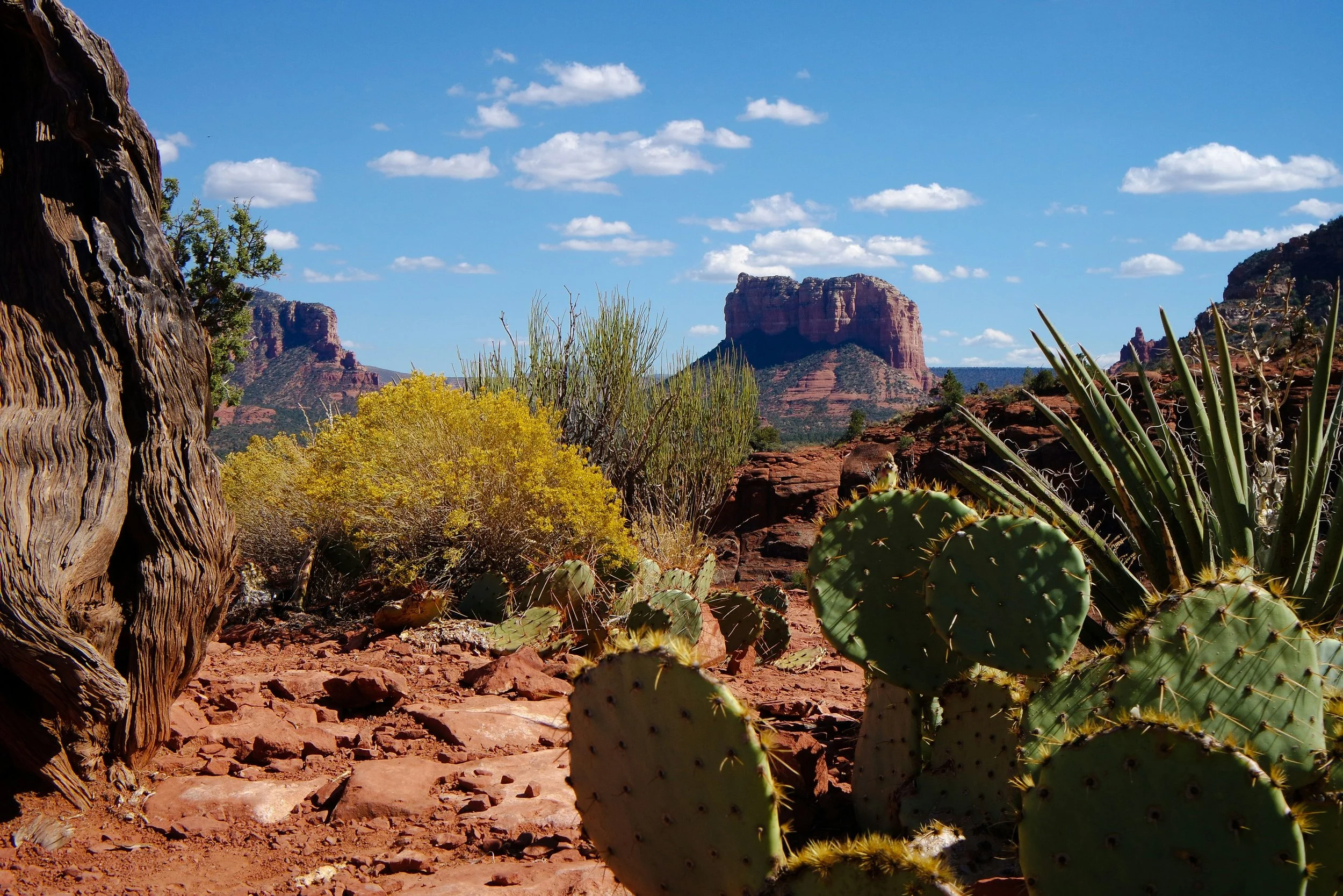 Desert landscape with red rocks, cacti, and sparse vegetation under a bright blue sky with scattered white clouds.