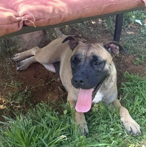 A tan and black dog laying in grass under a chair with her tongue out.