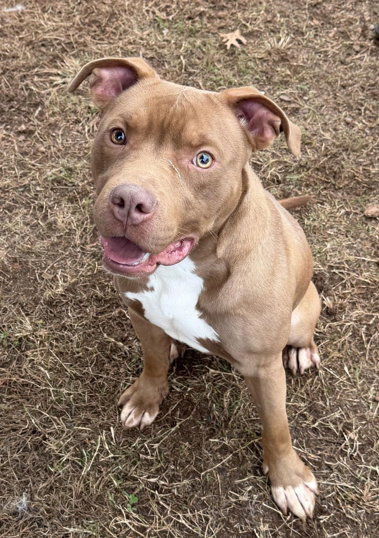 A brown puppy with white markings on its chest and paws, sitting on dirt and looking up with one eye winking, mouth slightly open.
