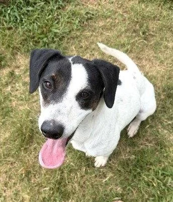 A black and white dog sitting on green grass, looking up at the camera with its tongue out.