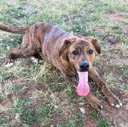 A tan dog with golden eyes and a pink tongue walking against a chain linked fence outdoors.