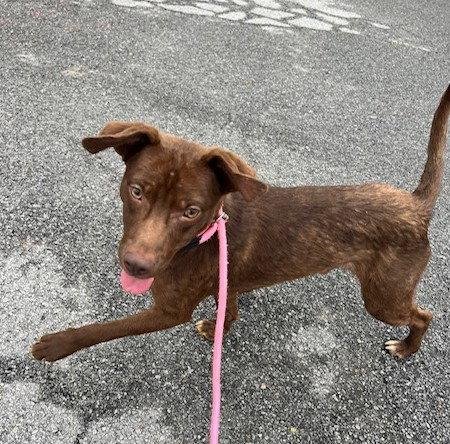 A tan dog with brown markings near its eyes and ears standing on pavement, behind a chain-link fence.