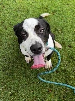 A black and white dog sitting on grass, looking up at the camera with her tongue out.