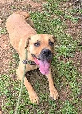 A tan dog laying on grass with her tongue out, looking up at camera