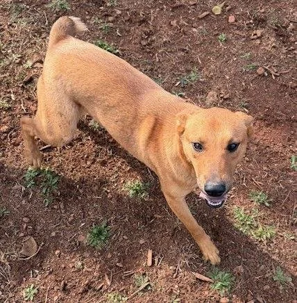 A tan dog standing on dirt with some small green plants, looking up at the camera.