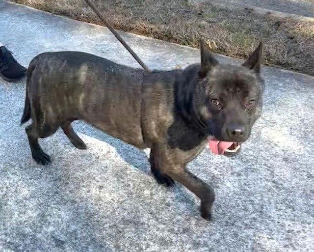 Close-up of a mixed breed dog with tan fur, black nose, and floppy ears, standing on concrete ground, looking directly at the camera.