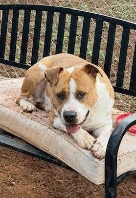 A cute dog lying on a packed-in outdoor bench with a black metal backrest, outdoors with dirt and grass visible in the background.