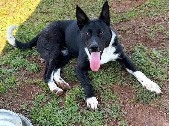 A white and gray dog with a pink nose, looking at the camera outdoors in sunlight with a shadowed area nearby.