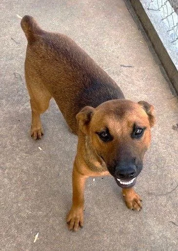 A brown dog standing on a concrete surface, looking up at the camera with a happy expression.