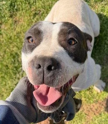 A happy medium-sized black and white dog, looking up and the camera with tongue out.